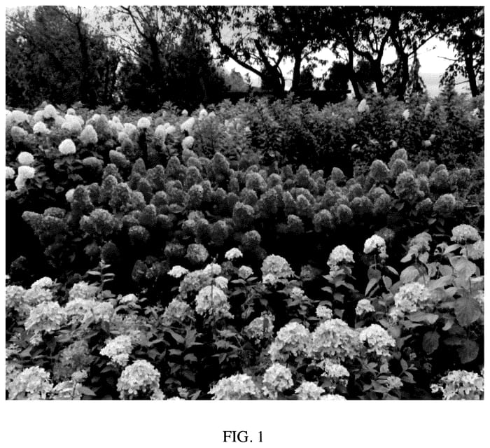 Figure 1 of US plant patent PP35553, the photograph of GRHP12 printed in the patent.