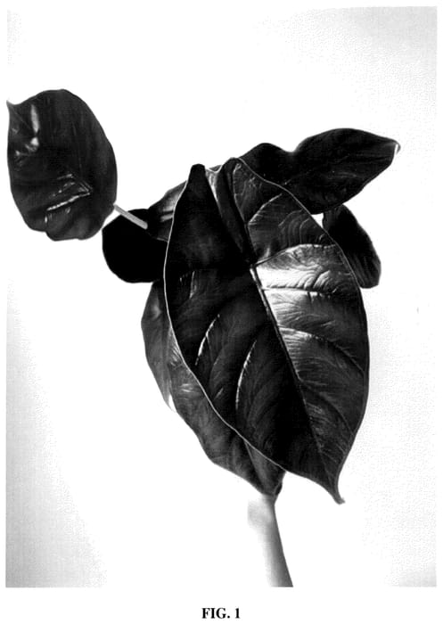 Figure 1 of US plant patent PP35554, the photograph of Green Unicorn printed in the patent.