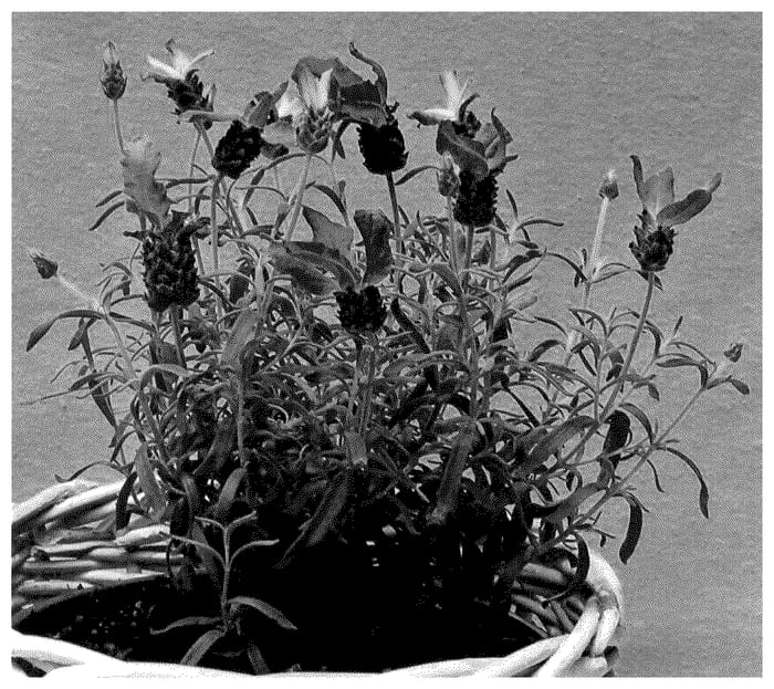 Figure 1 of US plant patent PP35555, the photograph of IB61016 printed in the patent.