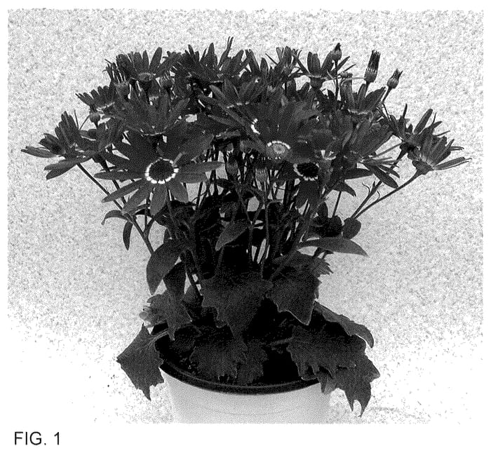 Figure 1 of US plant patent PP35556, the photograph of Sene Nina 55 printed in the patent.