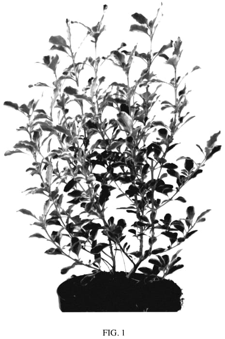 Figure 1 of US plant patent PP35557, the photograph of ALDAWN printed in the patent.