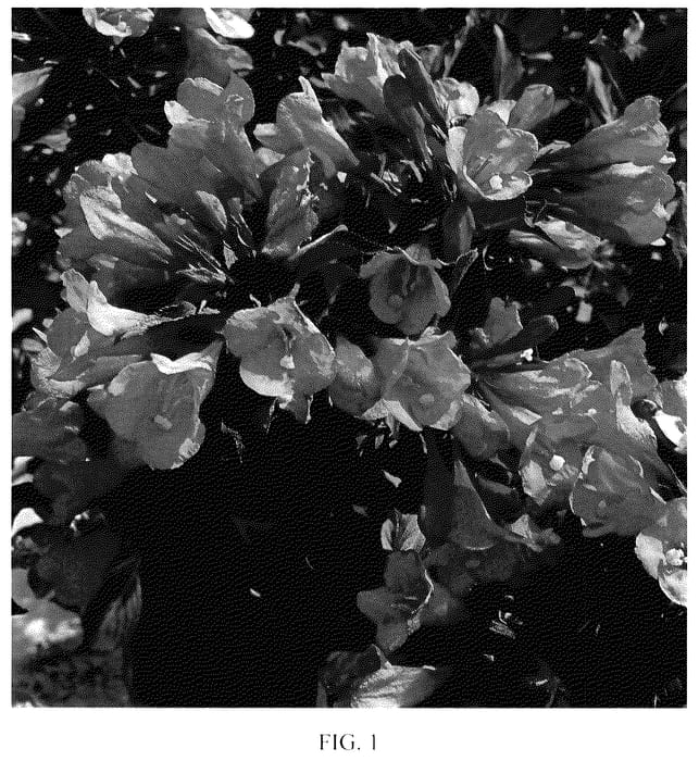 Figure 1 of US plant patent PP35558, the photograph of TMWG18-02 printed in the patent.