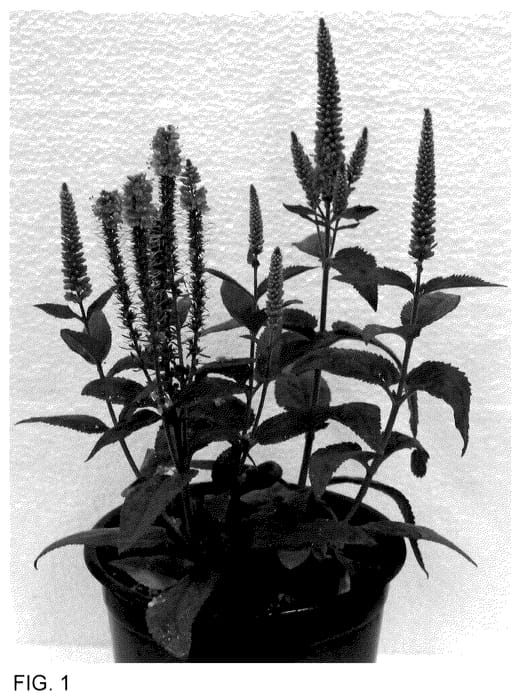 Figure 1 of US plant patent PP35559, the photograph of Dovercanb printed in the patent.