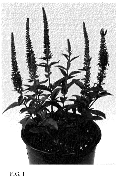 Figure 1 of US plant patent PP35560, the photograph of Dovercanpur printed in the patent.
