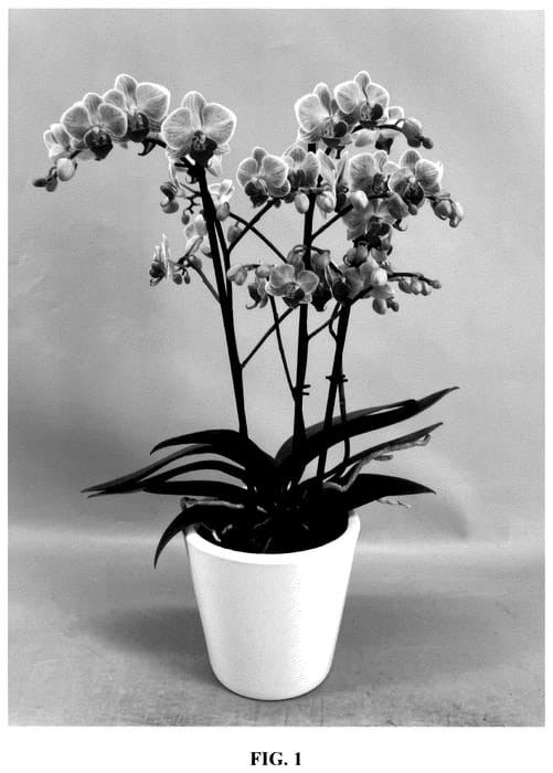 Figure 1 of US plant patent PP35562, the photograph of PHA932414 printed in the patent.