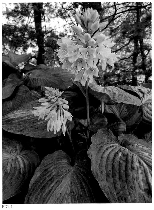 Figure 1 of US plant patent PP35563, the photograph of Sound of Music printed in the patent.
