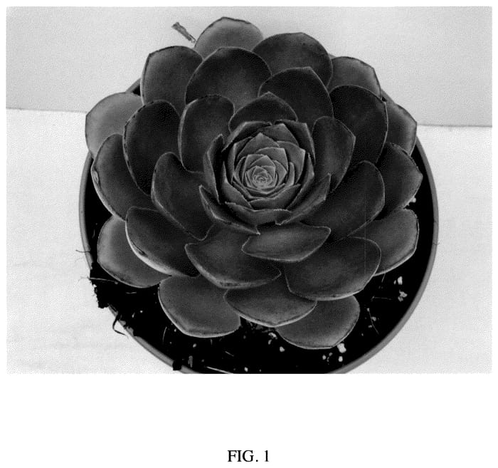 Figure 1 of US plant patent PP35564, the photograph of Diamond printed in the patent.