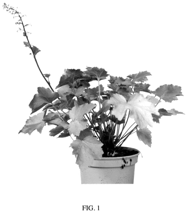 Figure 1 of US plant patent PP35565, the photograph of MS2020 printed in the patent.