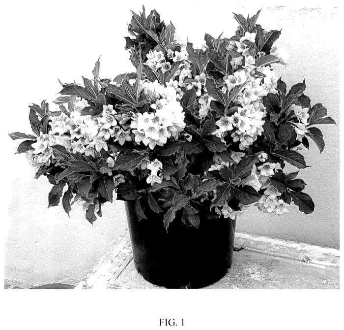 Figure 1 of US plant patent PP35566, the photograph of TMWG19-28 printed in the patent.