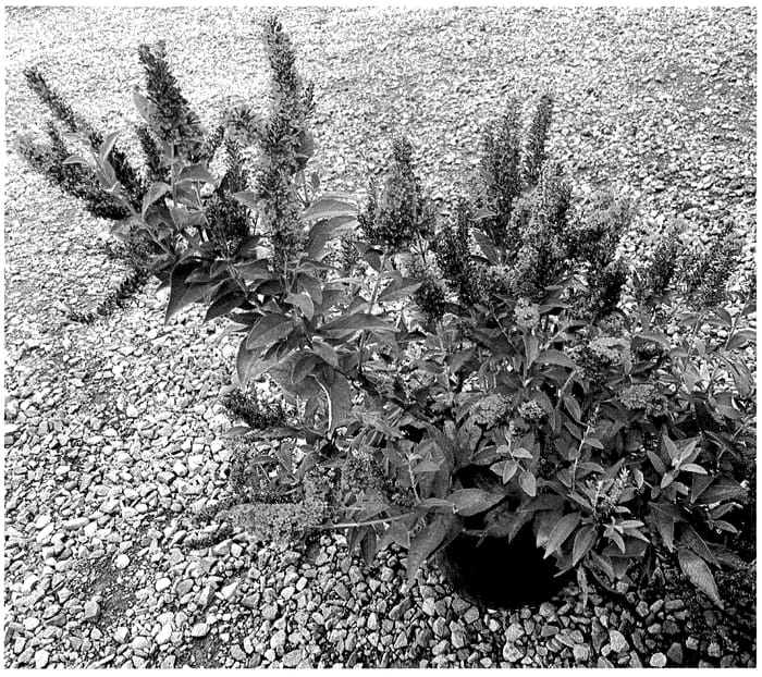 Figure 1 of US plant patent PP35567, the photograph of PODARASNGA 3-30 printed in the patent.