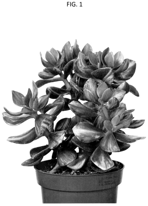 Figure 1 of US plant patent PP35568, the photograph of OVWOODS04 printed in the patent.