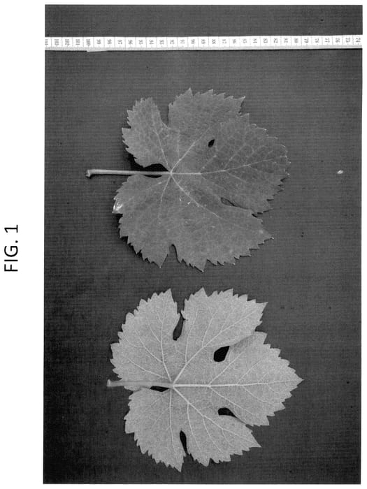 Figure 1 of US plant patent PP35569, the photograph of TRASEMIS printed in the patent.