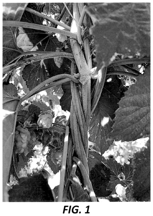 Figure 1 of US plant patent PP35570, the photograph of YQH-1320 EXP printed in the patent.