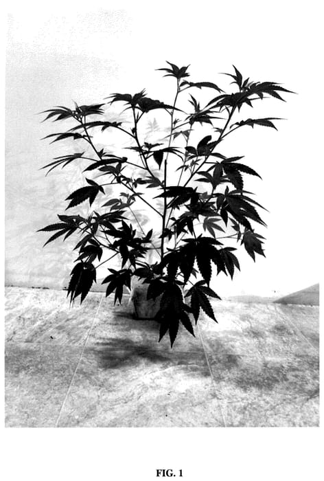 Figure 1 of US plant patent PP35571, the photograph of AC/DC x Redneck Wedding 13 printed in the patent.