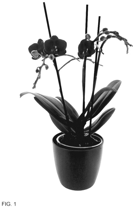 Figure 1 of US plant patent PP35572, the photograph of Wiggle Giggle printed in the patent.