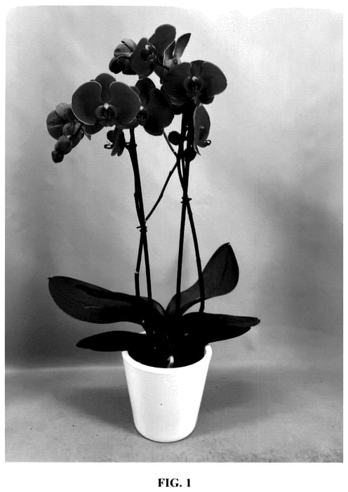 Figure 1 of US plant patent PP35573, the photograph of PHA407209 printed in the patent.