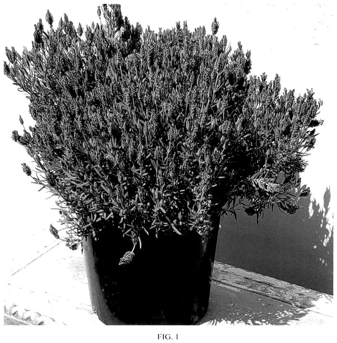 Figure 1 of US plant patent PP35574, the photograph of LAVP1385 printed in the patent.