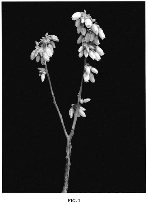 Figure 1 of US plant patent PP35576, the photograph of FL12-236 printed in the patent.