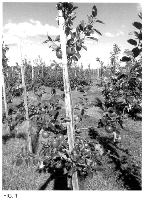 Figure 1 of US plant patent PP35577, the photograph of Wuranda printed in the patent.