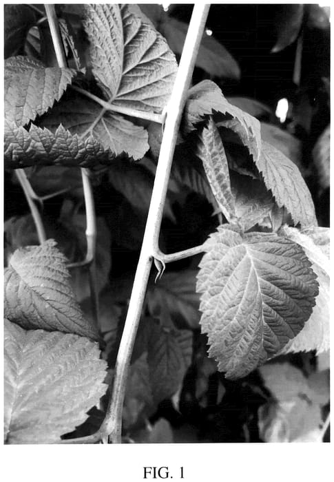 Figure 1 of US plant patent PP35578, the photograph of DrisRaspTwentyThree printed in the patent.