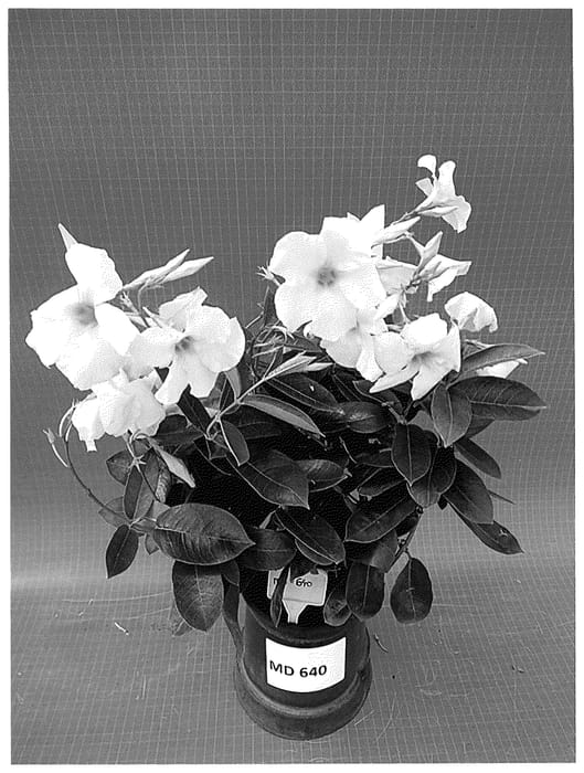 Figure 1 of US plant patent PP35579, the photograph of TVMD640 printed in the patent.