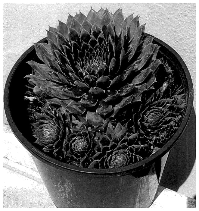 Figure 1 of US plant patent PP35581, the photograph of VS2023-01 printed in the patent.
