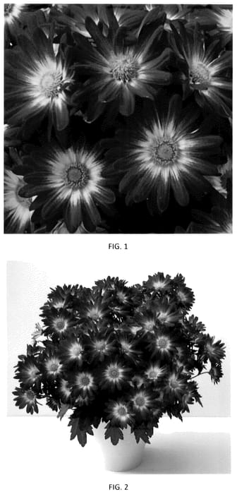 Figure 1 of US plant patent PP35582, the photograph of CIDZ0119 printed in the patent.