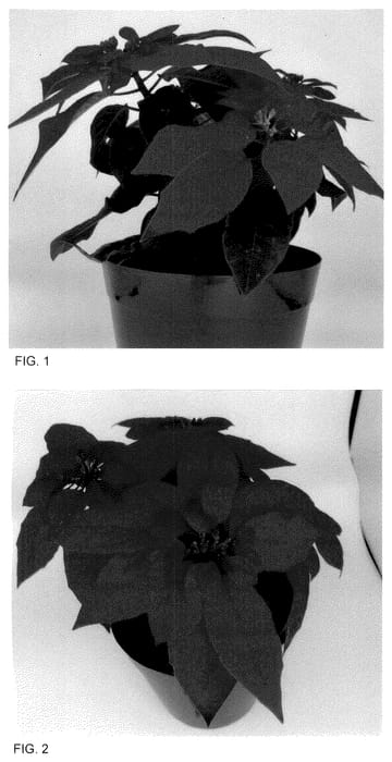 Figure 1 of US plant patent PP35583, the photograph of BONPRI 1756 printed in the patent.