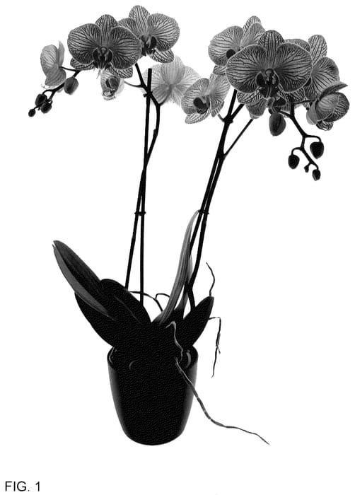 Figure 1 of US plant patent PP35584, the photograph of Good Reason printed in the patent.