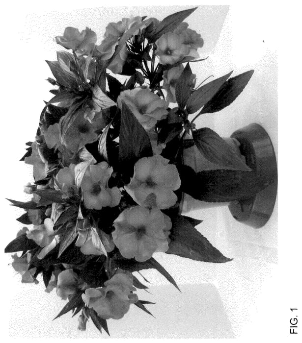 Figure 1 of US plant patent PP35586, the photograph of Dongimeguinpin printed in the patent.