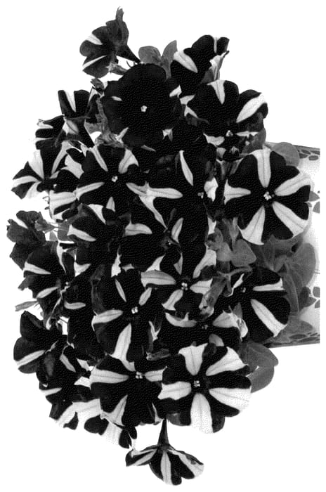 Figure 1 of US plant patent PP35587, the photograph of Dopetsmarwibla printed in the patent.