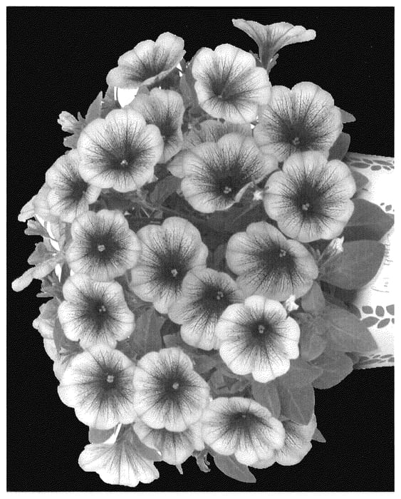 Figure 1 of US plant patent PP35588, the photograph of Dopetpotpurvei98 printed in the patent.