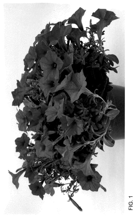 Figure 1 of US plant patent PP35589, the photograph of WNPETMVSS23 printed in the patent.