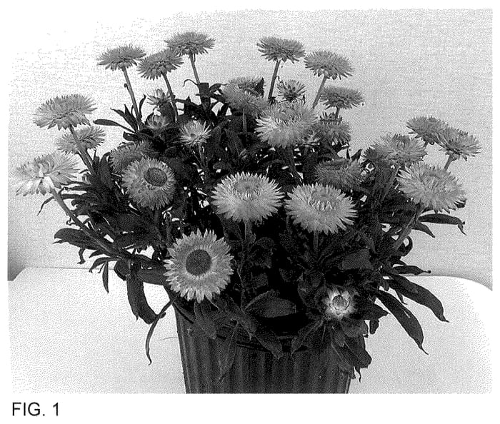 Figure 1 of US plant patent PP35590, the photograph of Bonxe 1651 printed in the patent.