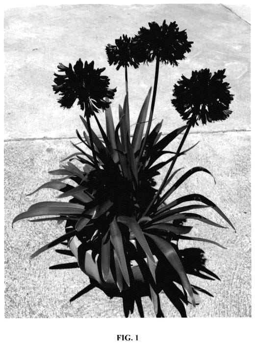Figure 1 of US plant patent PP35591, the photograph of DWAghyb02 printed in the patent.