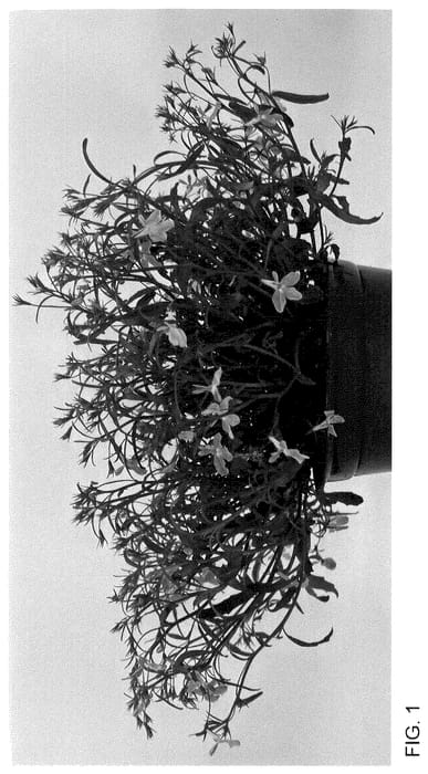 Figure 1 of US plant patent PP35592, the photograph of WNLOBLSB23 printed in the patent.