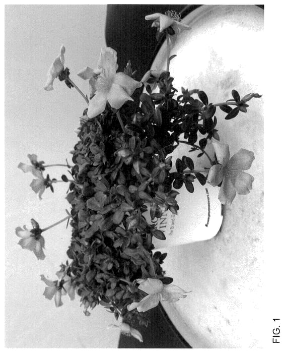 Figure 1 of US plant patent PP35593, the photograph of WNPORMYEL23 printed in the patent.