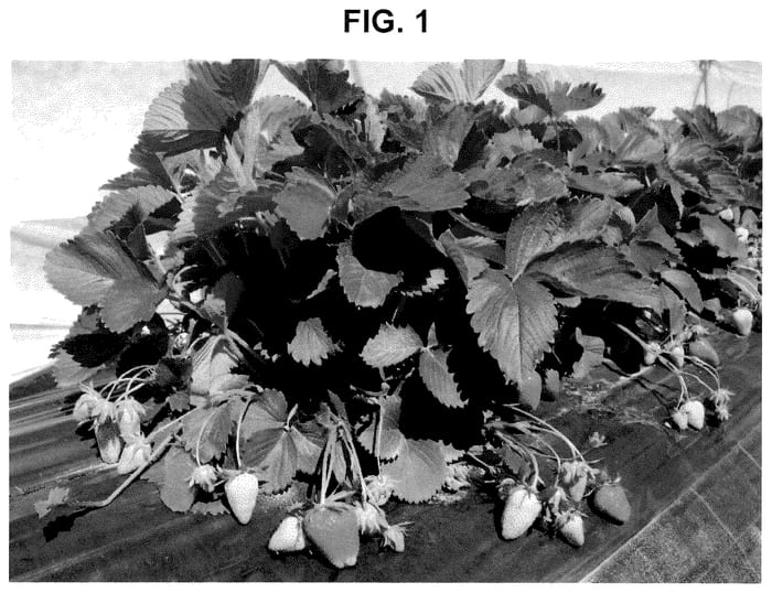Figure 1 of US plant patent PP35594, the photograph of CIVH725 printed in the patent.