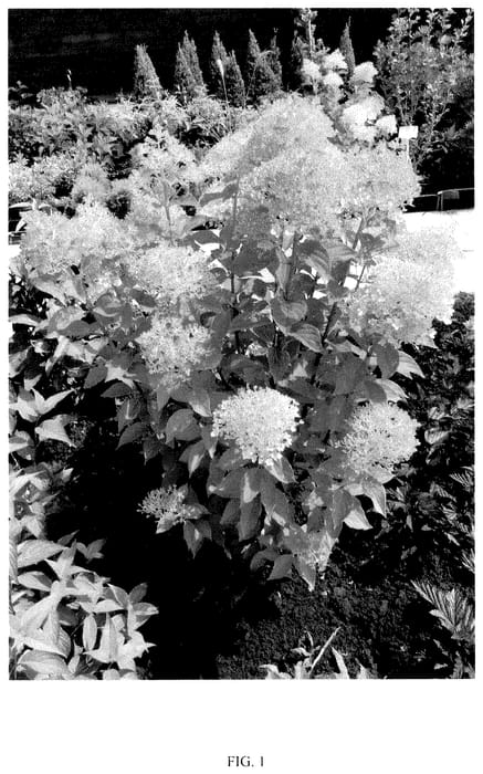Figure 1 of US plant patent PP35595, the photograph of COUHAMINT printed in the patent.