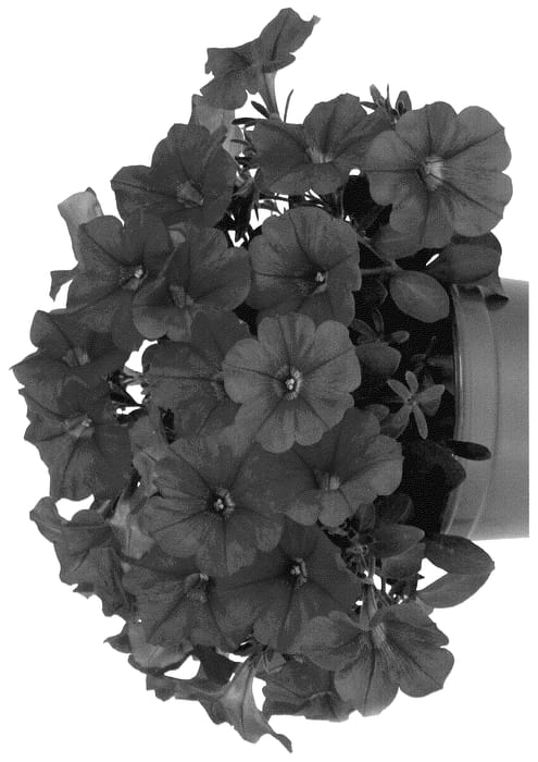 Figure 1 of US plant patent PP35596, the photograph of Dopetpotplure93 printed in the patent.