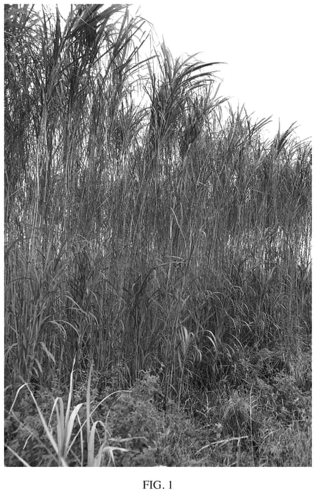 Figure 1 of US plant patent PP35597, the photograph of Mammoth printed in the patent.