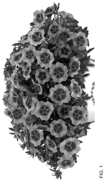 Figure 1 of US plant patent PP35598, the photograph of Docaltiore printed in the patent.