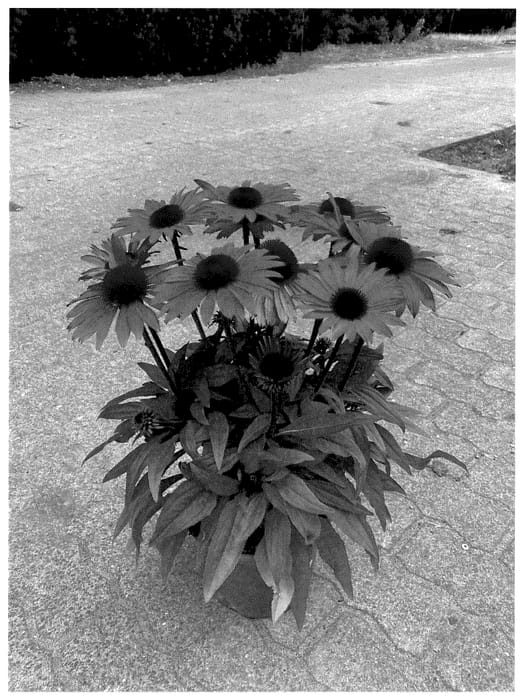 Figure 1 of US plant patent PP35599, the photograph of BullEchipur 111 printed in the patent.