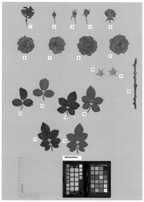 Figure 1 of US plant patent PP35601, the photograph of MEIGUNFLA printed in the patent.