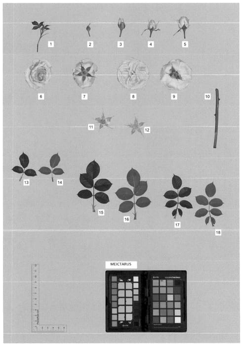 Figure 1 of US plant patent PP35602, the photograph of MEICTARUS printed in the patent.