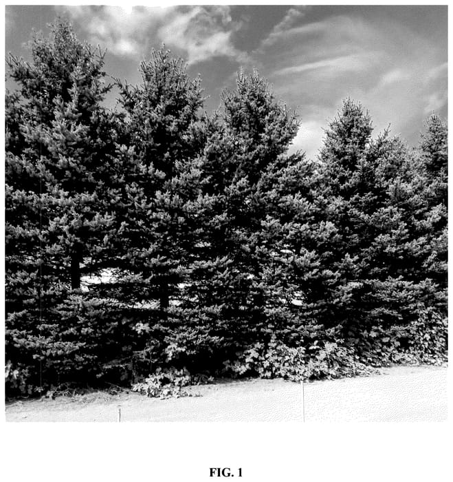 Figure 1 of US plant patent PP35604, the photograph of Hymes Blue Dream printed in the patent.