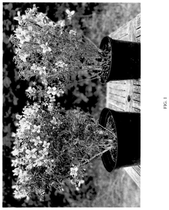 Figure 1 of US plant patent PP35605, the photograph of P1 printed in the patent.