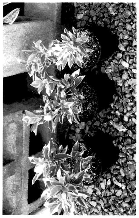 Figure 1 of US plant patent PP35606, the photograph of TSF 003 printed in the patent.