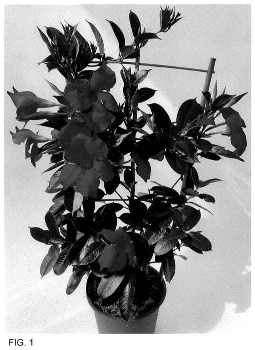 Figure 1 of US plant patent PP35607, the photograph of MAN222901 printed in the patent.