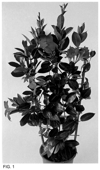 Figure 1 of US plant patent PP35608, the photograph of MAN223901 printed in the patent.